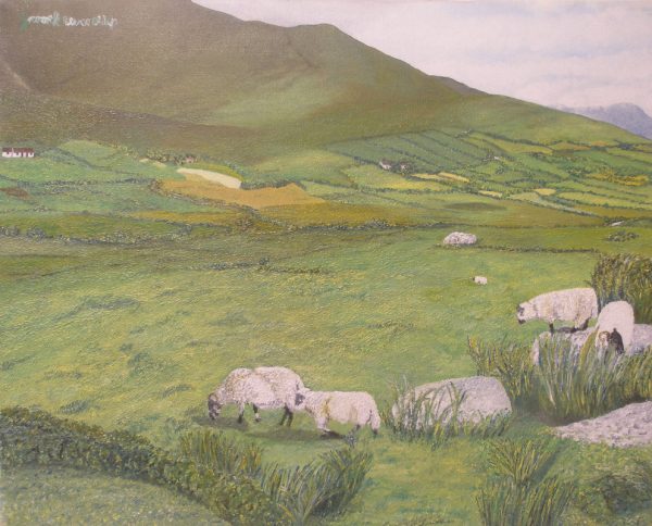 The Sheep of Co. Kerry